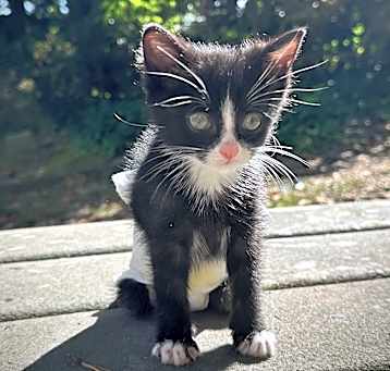 Photo of Maestro