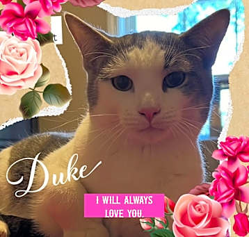 Photo of DUKE