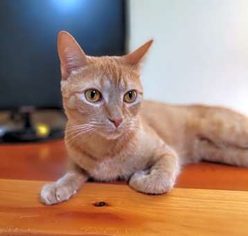 Photo of Firefly