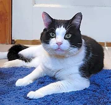 Photo of Bullwinkle
