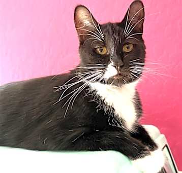 Photo of Stevie - Shannon's Litter