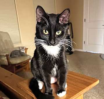 Photo of Jenkins - Shannon's Litter