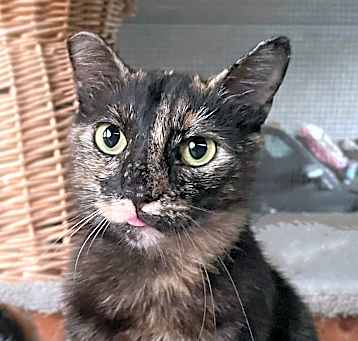 Photo of Skittles