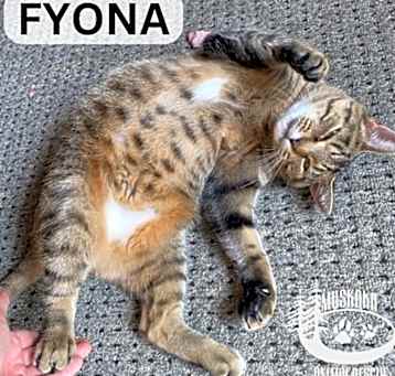 Photo of Fyona - Sweetie!