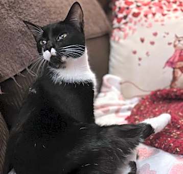 Photo of Magpie