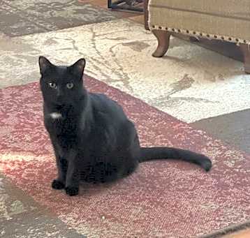 Photo of Wren
