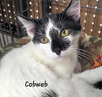 Photo of Cobweb