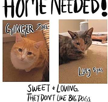 Photo of ZCL-C-GingerandLucy