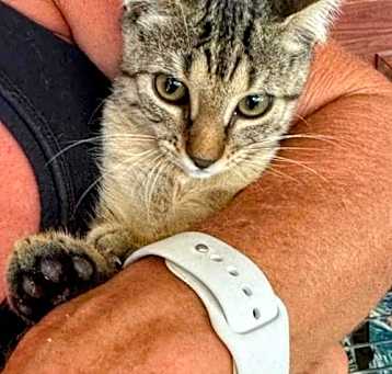 Photo of Scrappy