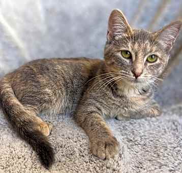 Photo of Scuttle