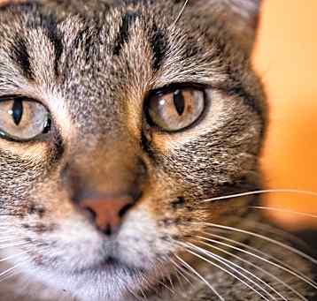 Photo of Tigger