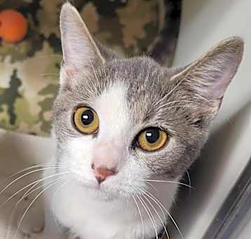 Photo of Violet