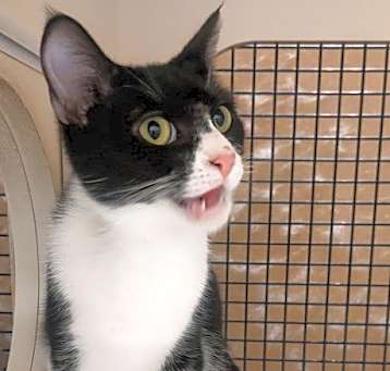 Photo of Sammie (Bonded with Dottie)