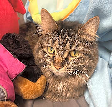 Photo of Gypsy