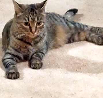 Photo of Tiger Lily