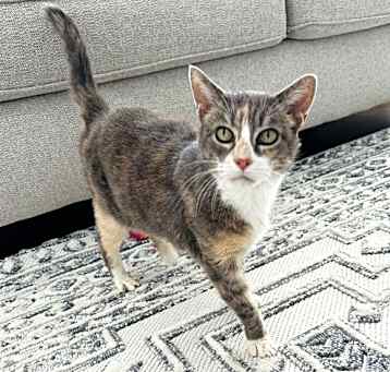 Photo of Pebbles