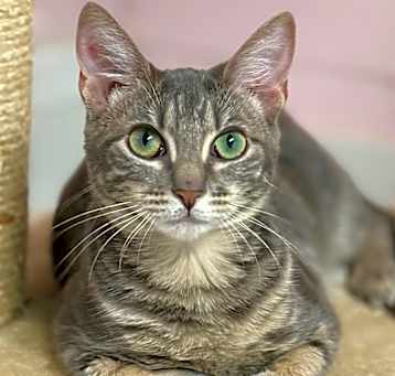 Photo of Sage