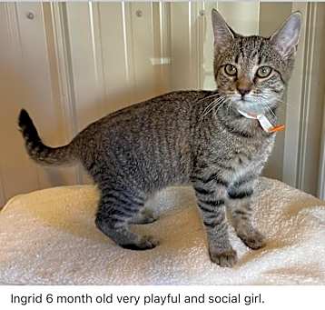 Photo of INGRID