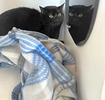 Photo of Black Kitty