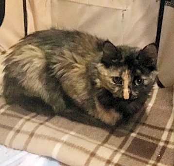 Photo of Bella
