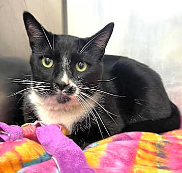 Photo of 656162 Chaplin