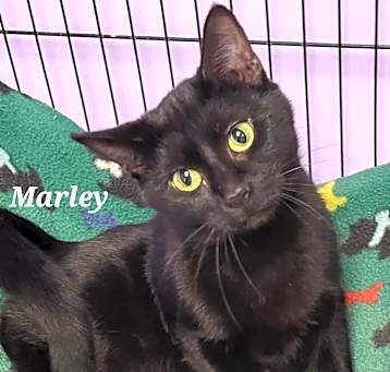 Photo of Marley