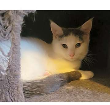 Photo of Mela