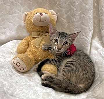 Photo of Tippy