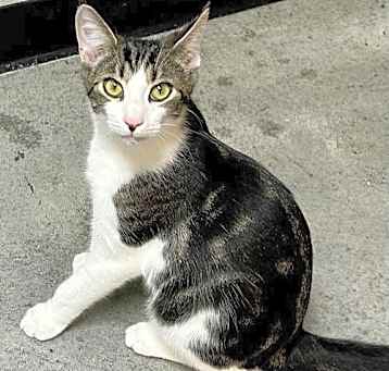 Photo of Paws 2024