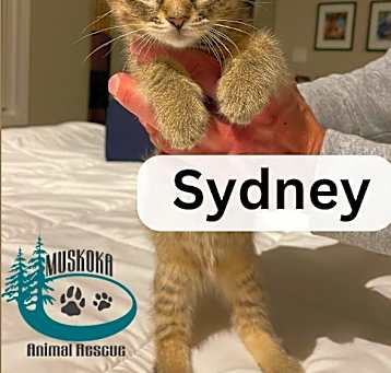 Photo of Sydney - Gentle Girl!