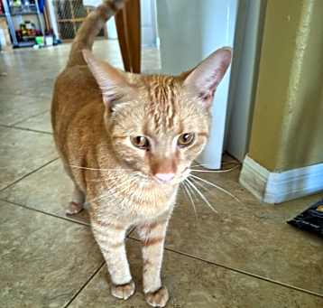 Photo of Joey
