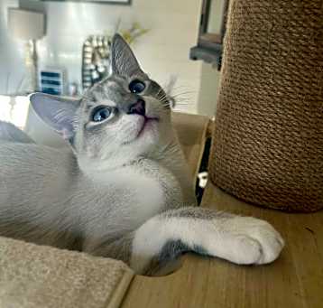 Photo of Simon