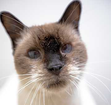 Photo of BooBoo