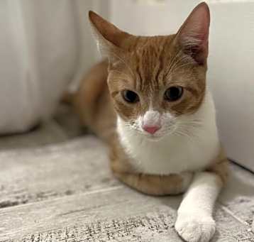 Photo of Stormy (bonded to Oliver)