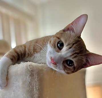 Photo of Oliver (bonded to Stormy)
