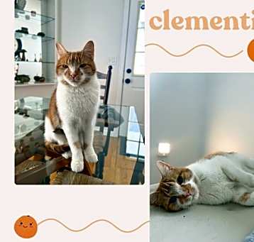 Photo of Clementine