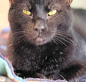 Photo of Panther