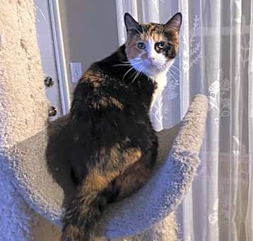 Photo of Chanel