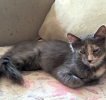 Photo of Amber