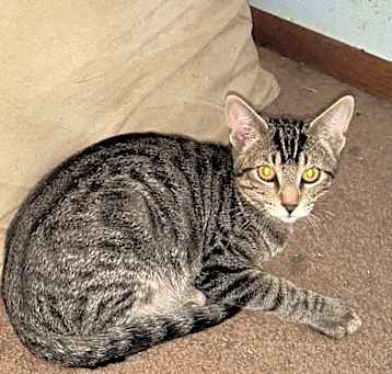 Photo of Tigger