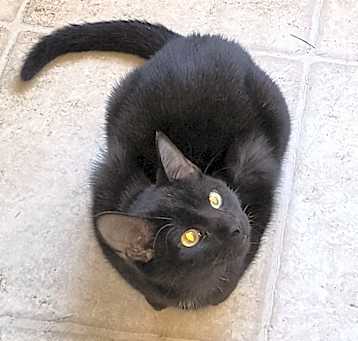 Photo of Ebony