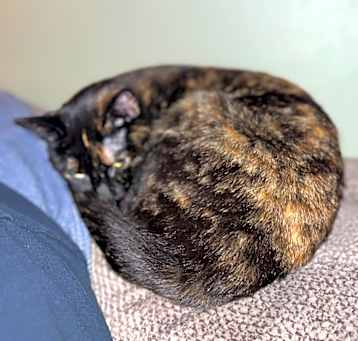 Photo of Misty