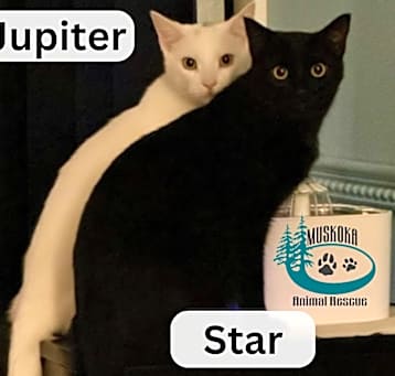 Photo of Jupiter & Star-Bonded Brothers