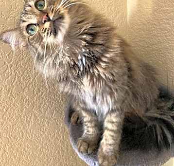 Photo of Stormy