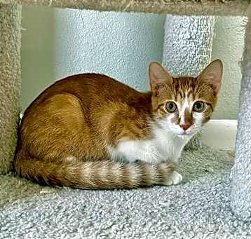 Photo of Terracotta