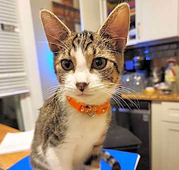 Photo of Pumpkin