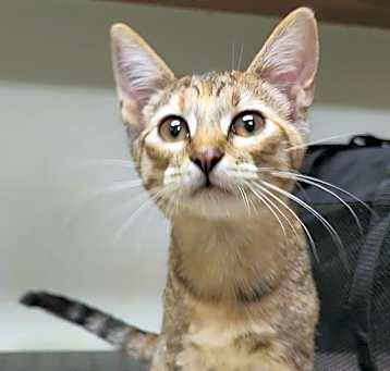 Photo of Piddle