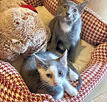 Photo of Piglet & Porsche BONDED