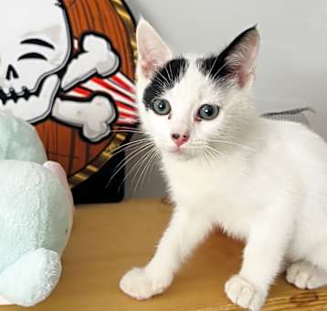 Photo of Oreo & Pepper BONDED