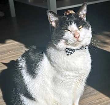 Photo of Miss Pickles